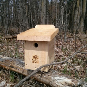Black-capped chickadee box