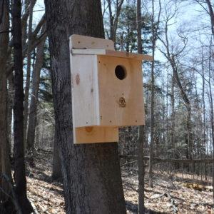 Eastern screech owl box