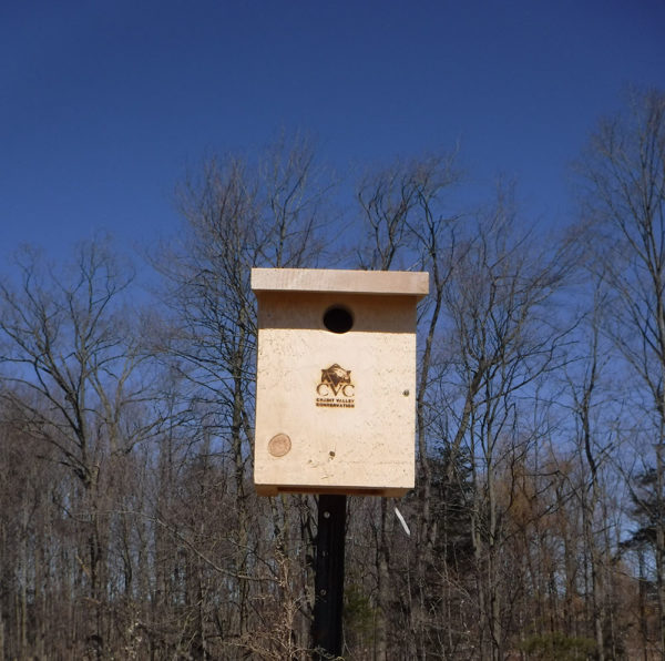 Tree Swallow Box