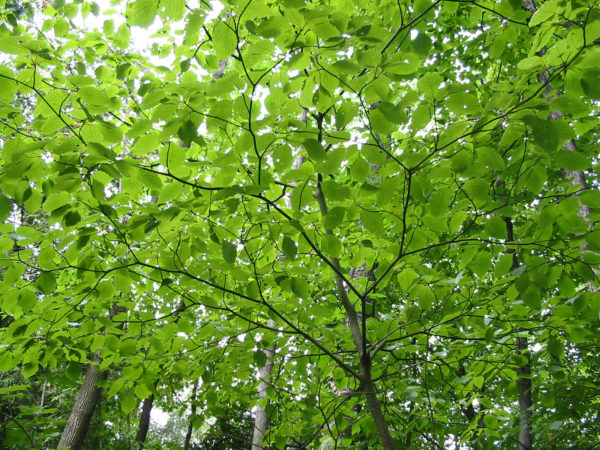 Green leaves growing on a tree