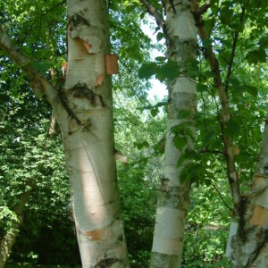 Truck of birch tree