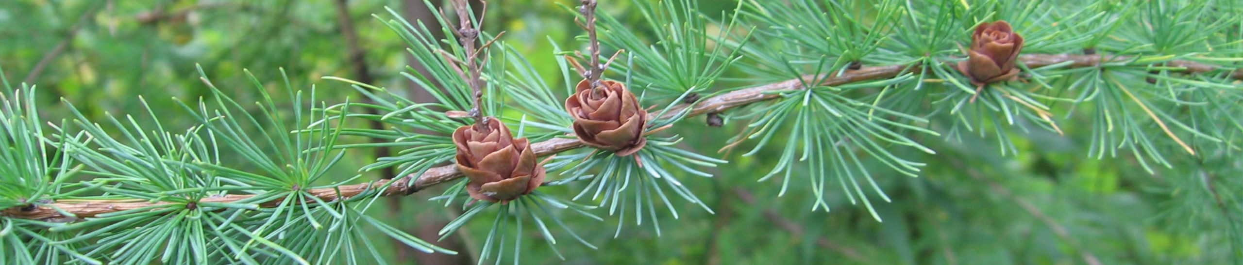 Close-up of Tamarack Branch with green needles and brown acorns