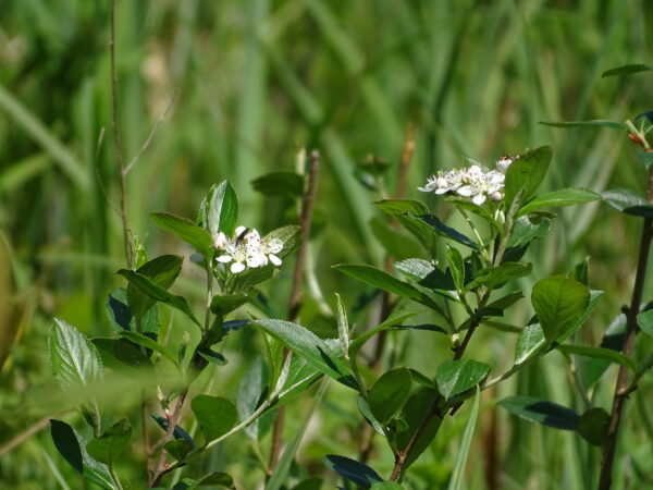 Green leaves and a white flower growing on shrub branch.