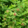 A shrub with green leaves and small red flowers.