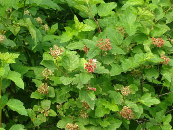 A shrub with green leaves and small red flowers.