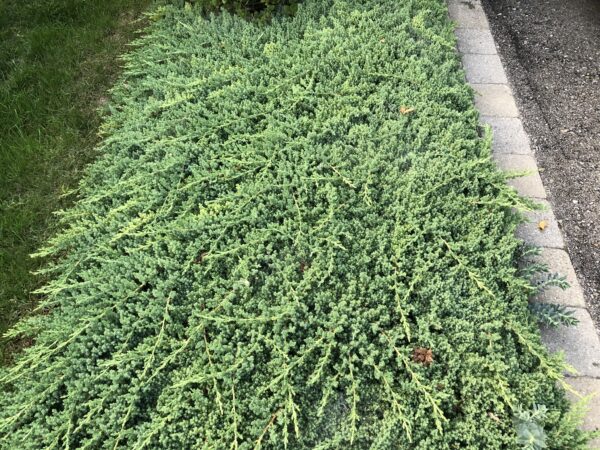 Green shrub growing beside a cement pathway.