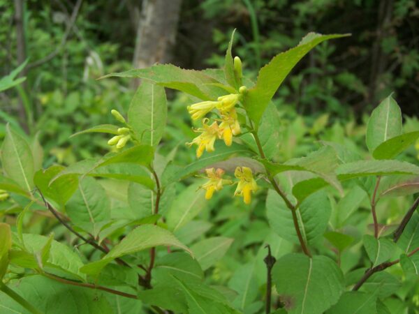 A shrub with green leaves and small yellow flowers.