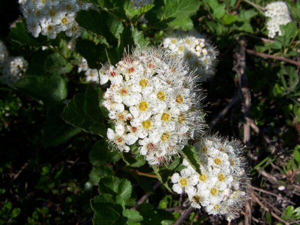 A shrub with green leaves and bunches of white flowers.