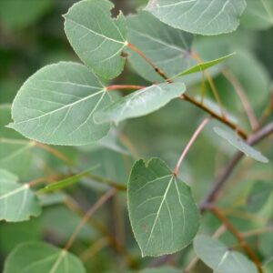 Aspen, Trembling