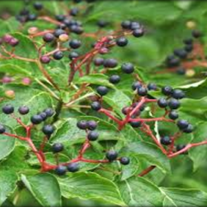 Dogwood, Alternate Leaf