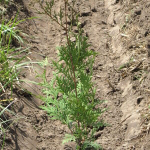 White Cedar