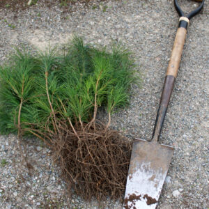 White Pine