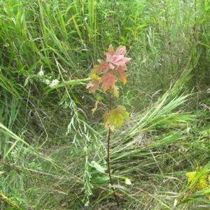 Silver Maple