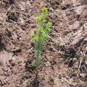 White Spruce