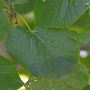 Basswood