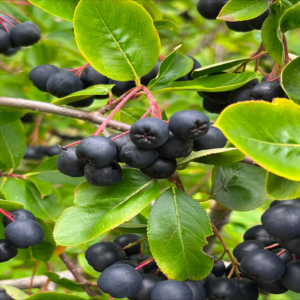 Black Chokeberry