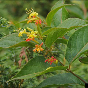 Bush Honeysuckle