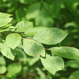 Choke Cherry