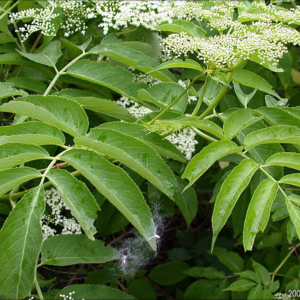 Elderberry, Common