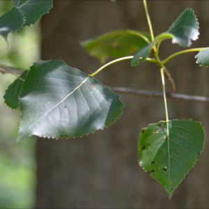 Eastern Cottonwood