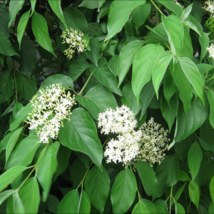 Dogwood, Gray