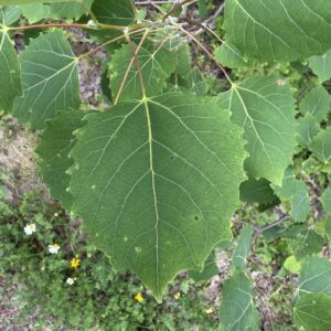 Aspen, Largetooth