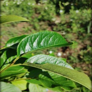 Nannyberry