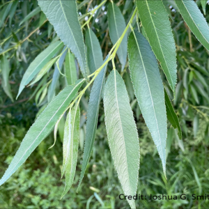 Willow, Peach Leaf