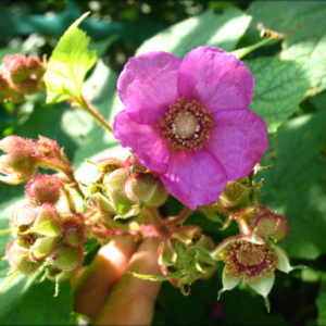 Purple Flowering Raspberry