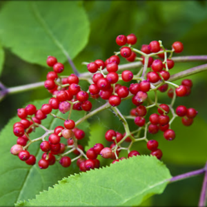 Elderberry, Red