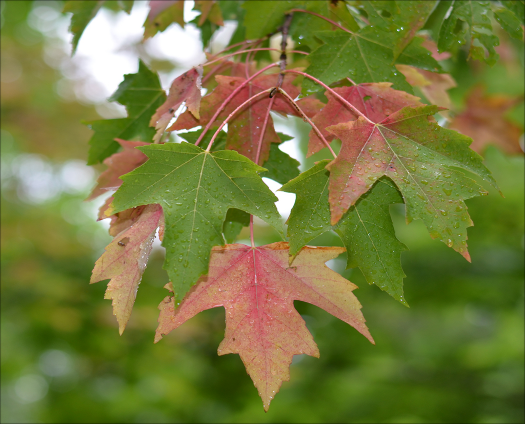 Maple, Red - CVC Store