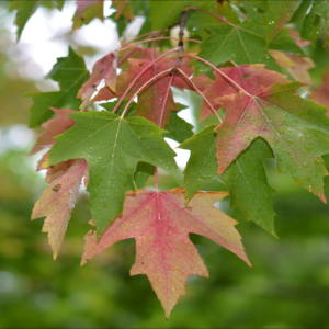 Maple, Red
