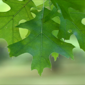 Red Oak