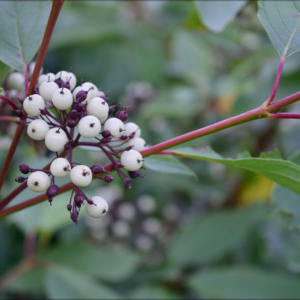 Dogwood, Red Osier