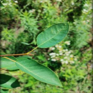 Smooth Serviceberry