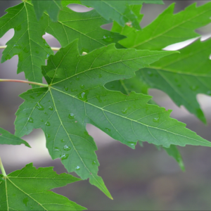 Maple, Silver