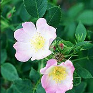 Smooth Rose