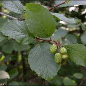 Speckled Alder