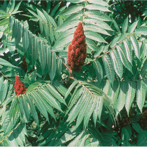 Staghorn Sumac