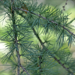 Tamarack