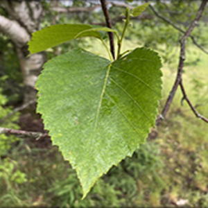 Birch, White
