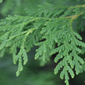 Eastern White Cedar