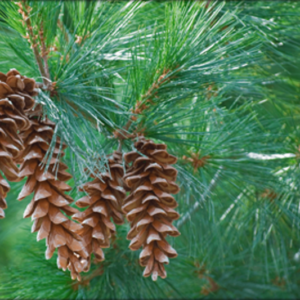 Eastern White Pine
