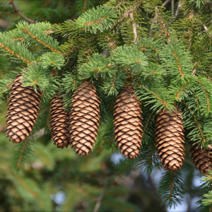 White Spruce