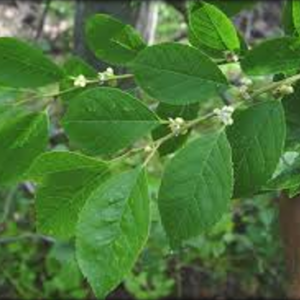 Winterberry