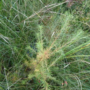 Tamarack