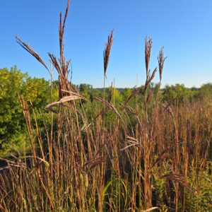 Big Bluestem