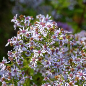 Heart-leaved Aster