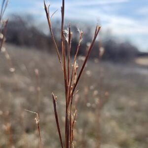 Little Bluestem