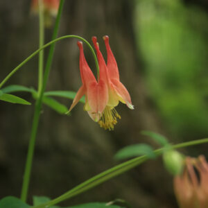 Wild Columbine